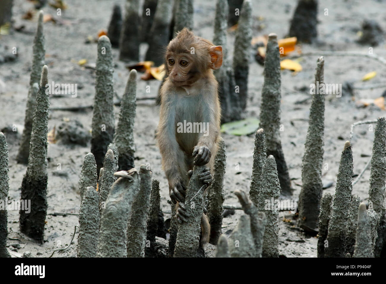 Mammals of bangladesh hi-res stock photography and images - Alamy