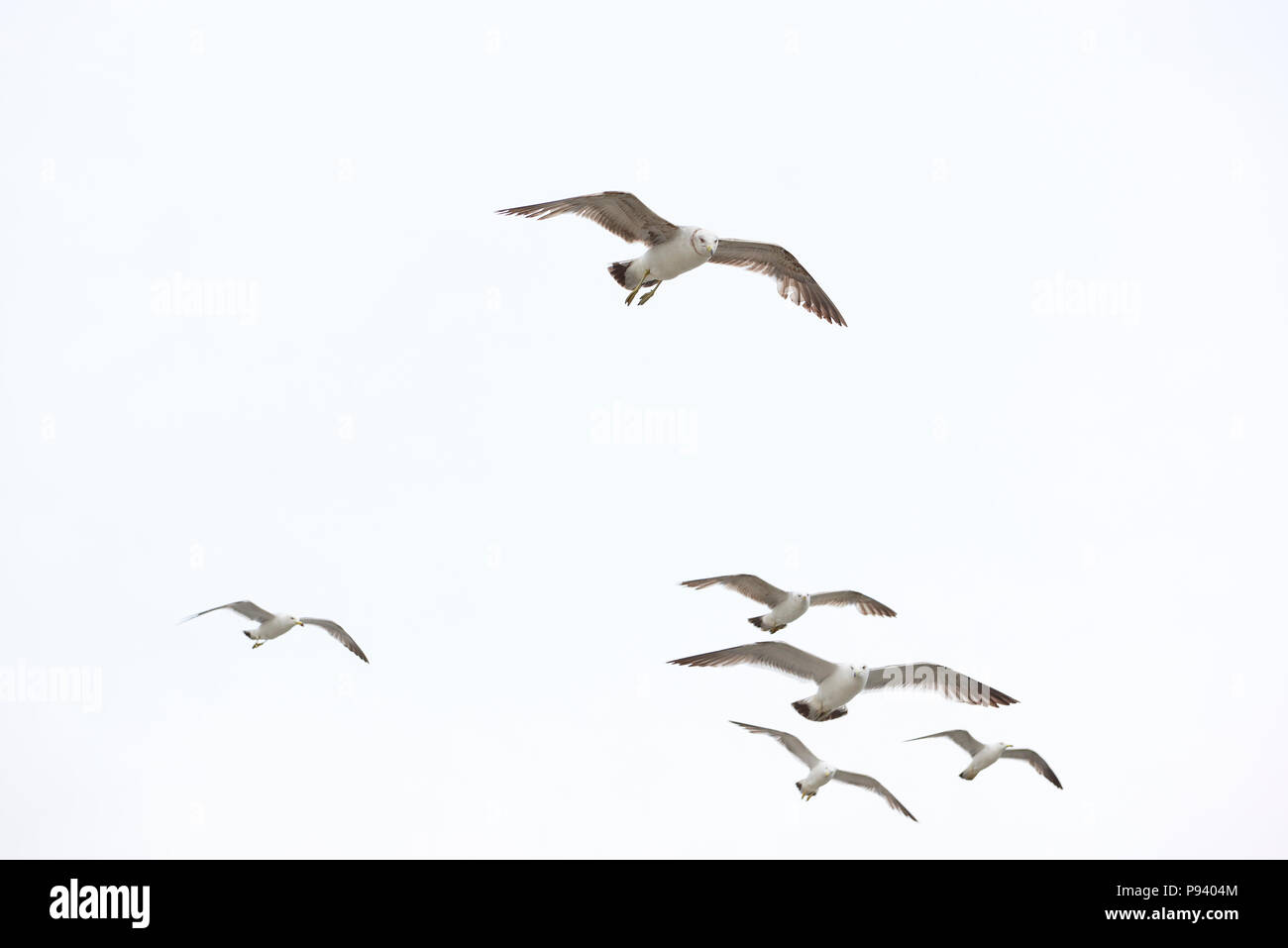 A squabble of seagulls flying, isolated on white background. Stock Photo