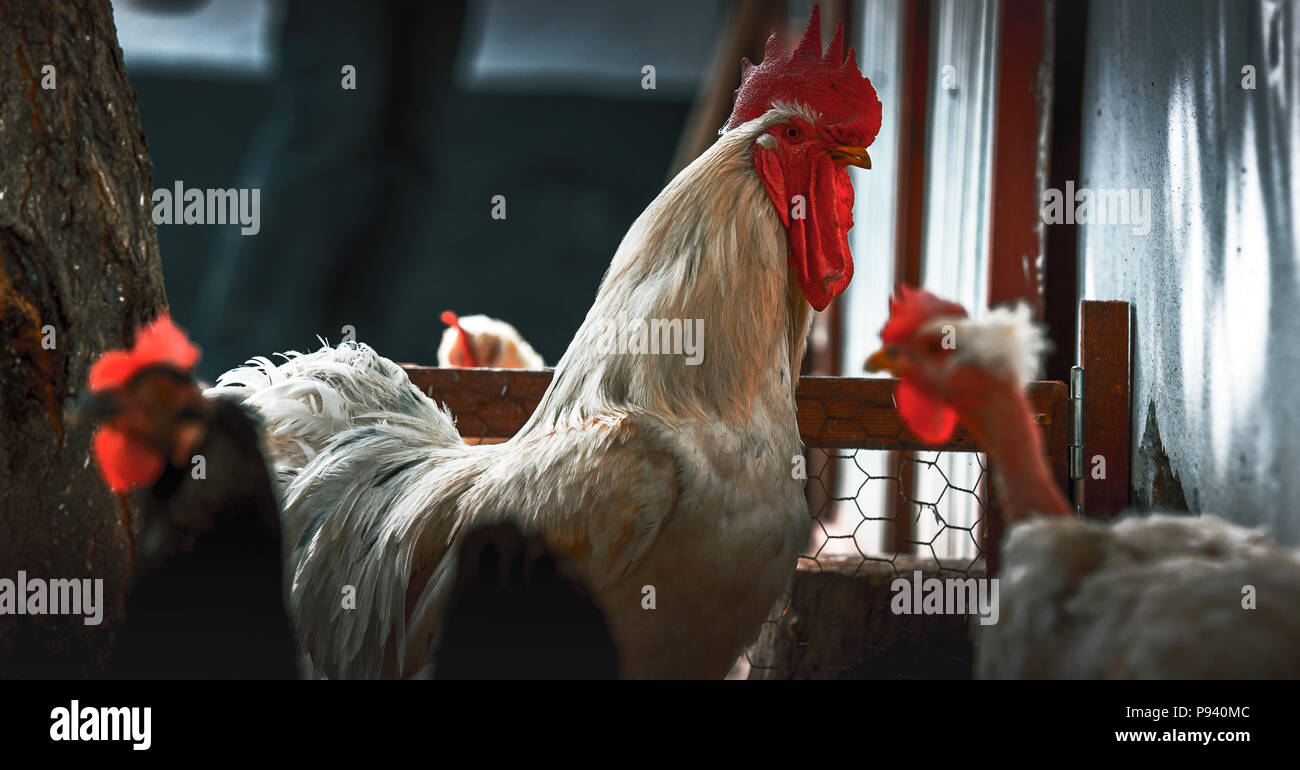 Rooster and chickens in the sun Stock Photo Alamy