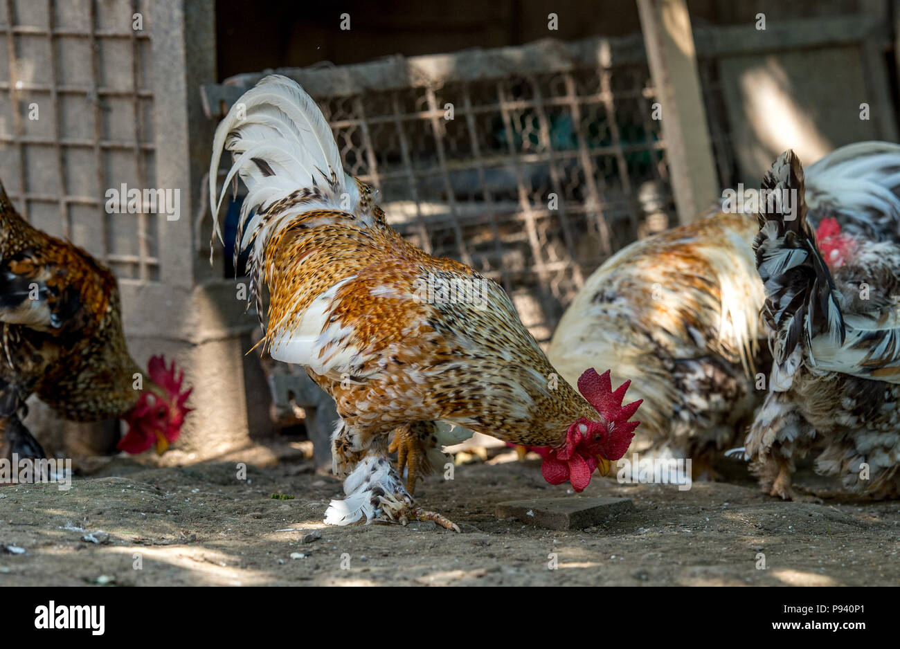 Rooster and chickens in the sun Stock Photo Alamy