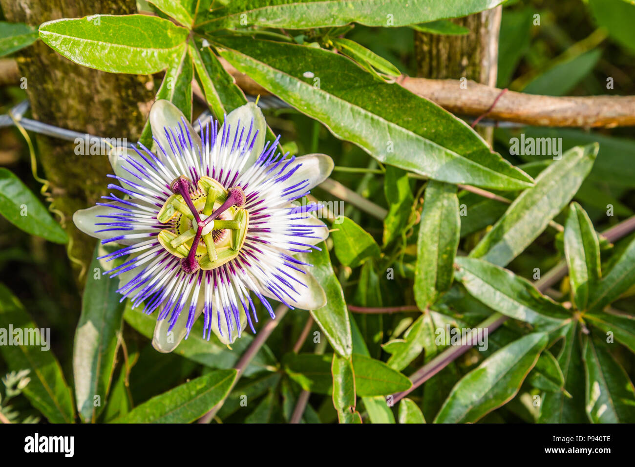 Passion flower in a nature Stock Photo Alamy