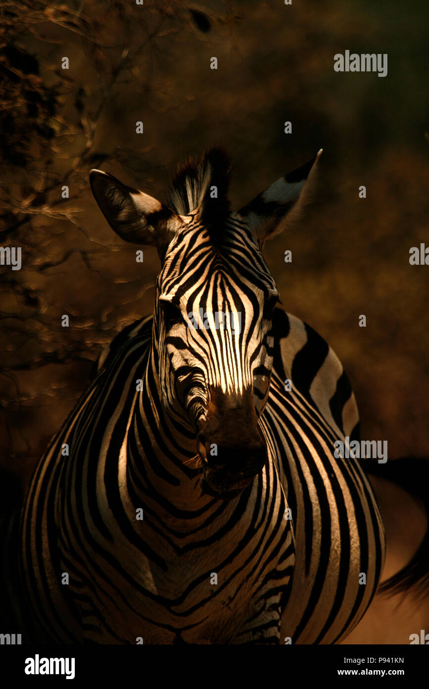 Zebra, Equus quagga, Mana Pools National Park. Zimbabwe Stock Photo
