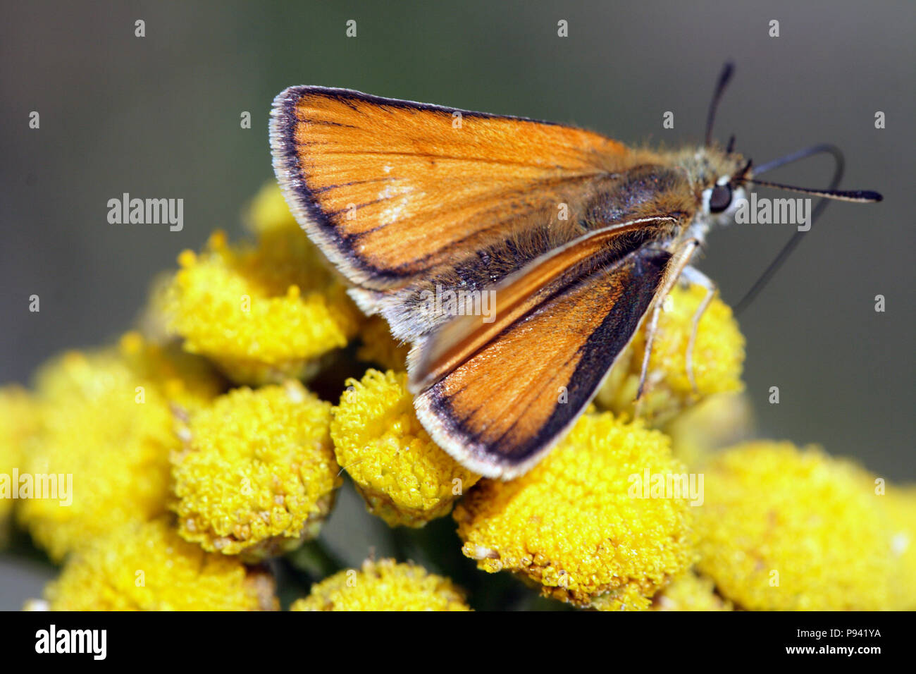 Closeup of nice small ginger butterfly sitting on yellow flower Stock Photo