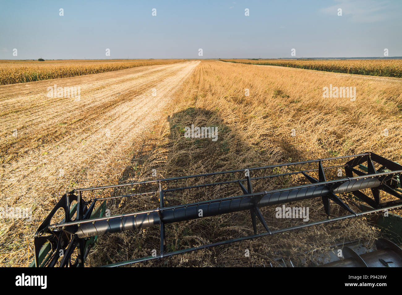 Harvesting of soybean field with combine Stock Photo Alamy