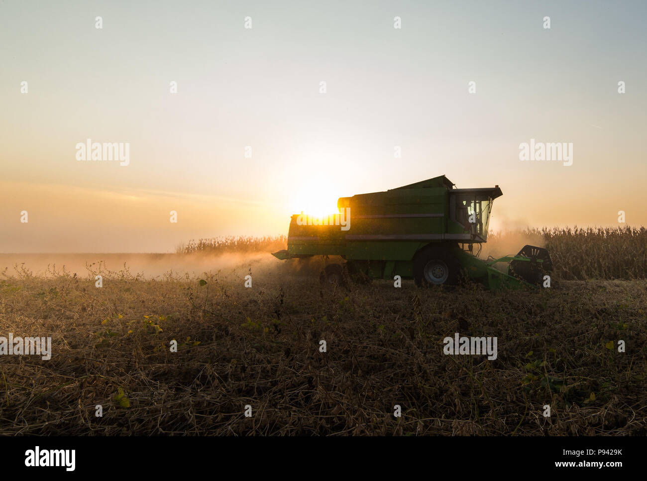 Harvesting of soybean field with combine Stock Photo - Alamy