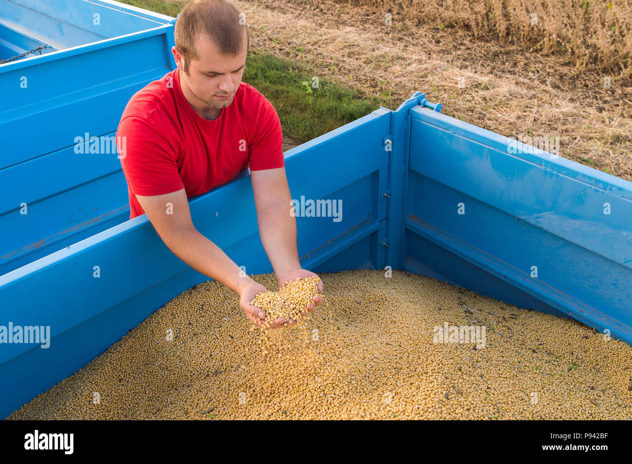 Young farmer soy beans hi-res stock photography and images - Alamy