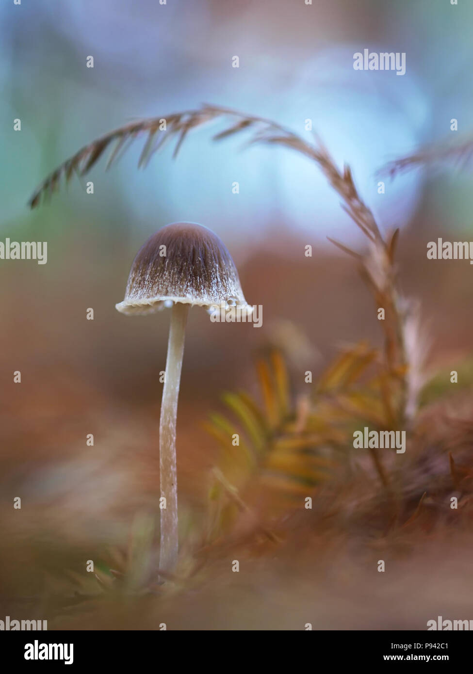 Fake mushrooms hi-res stock photography and images - Alamy