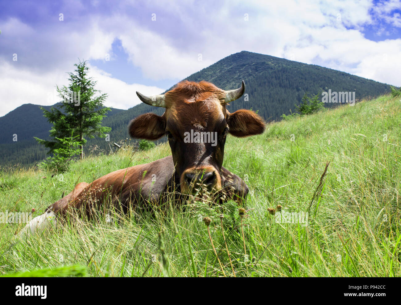 Photo of brown cow lying on meadow in mountains. Stock Photo