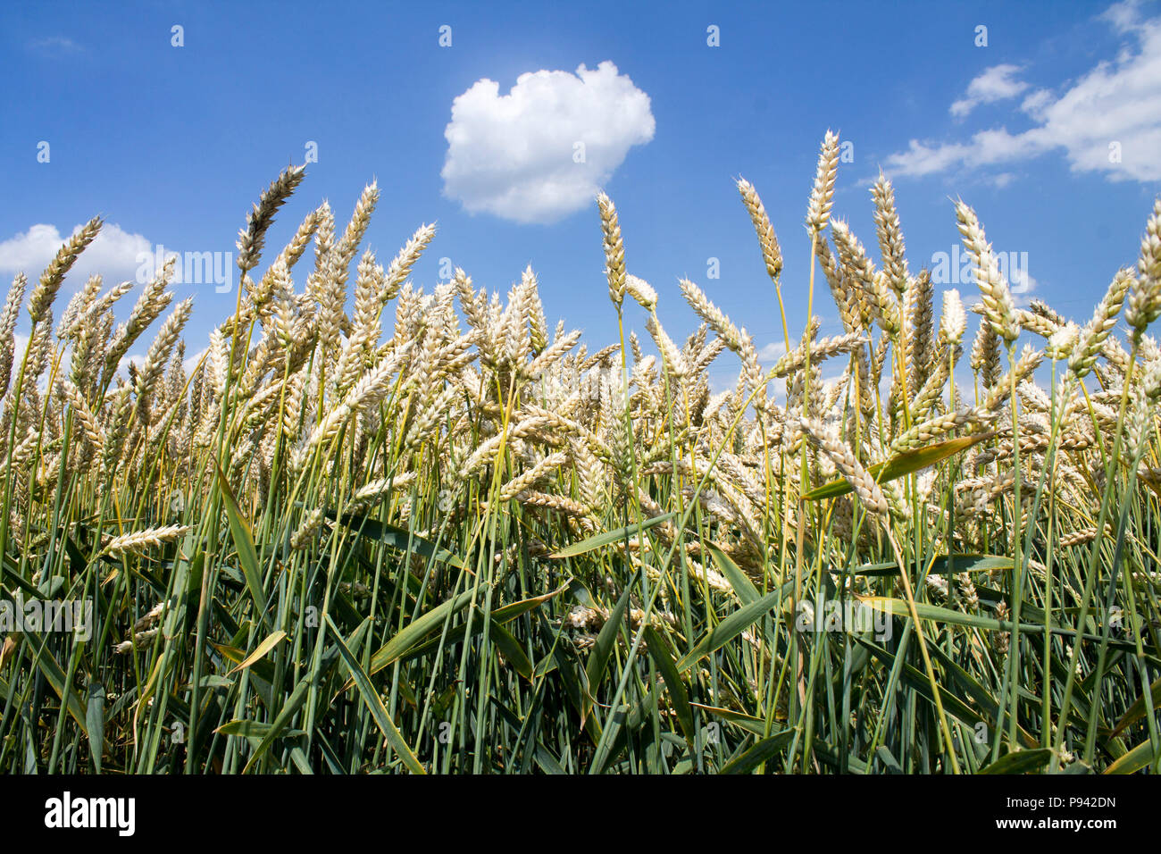 Photo of wheat field and blue cloudy sky on sunny day. Stock Photo