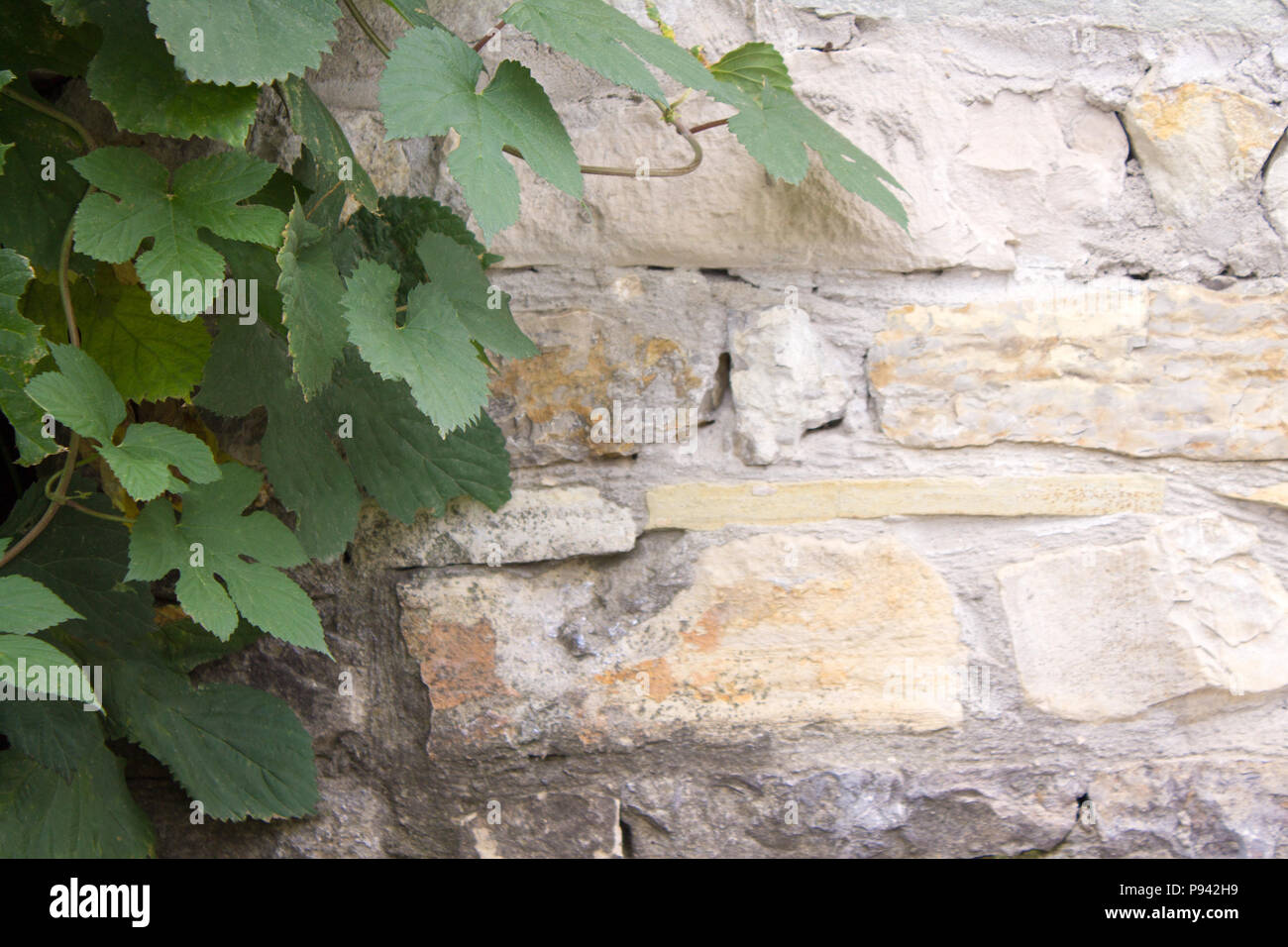 Photo of old brick wall and grape leafs background. Stock Photo