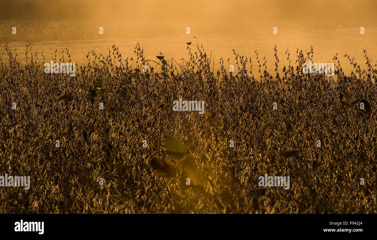 Lush soybean field sunset hi-res stock photography and images - Alamy