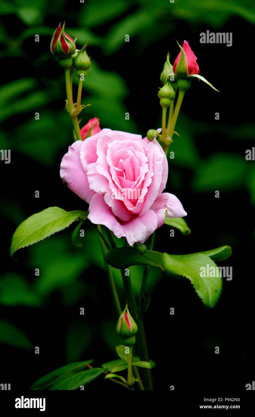 one rose and several rosebuds in front of a blurred green background Stock Photo