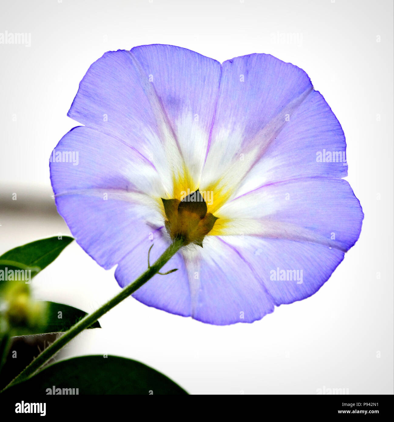 blue flower illuminated in back light Stock Photo