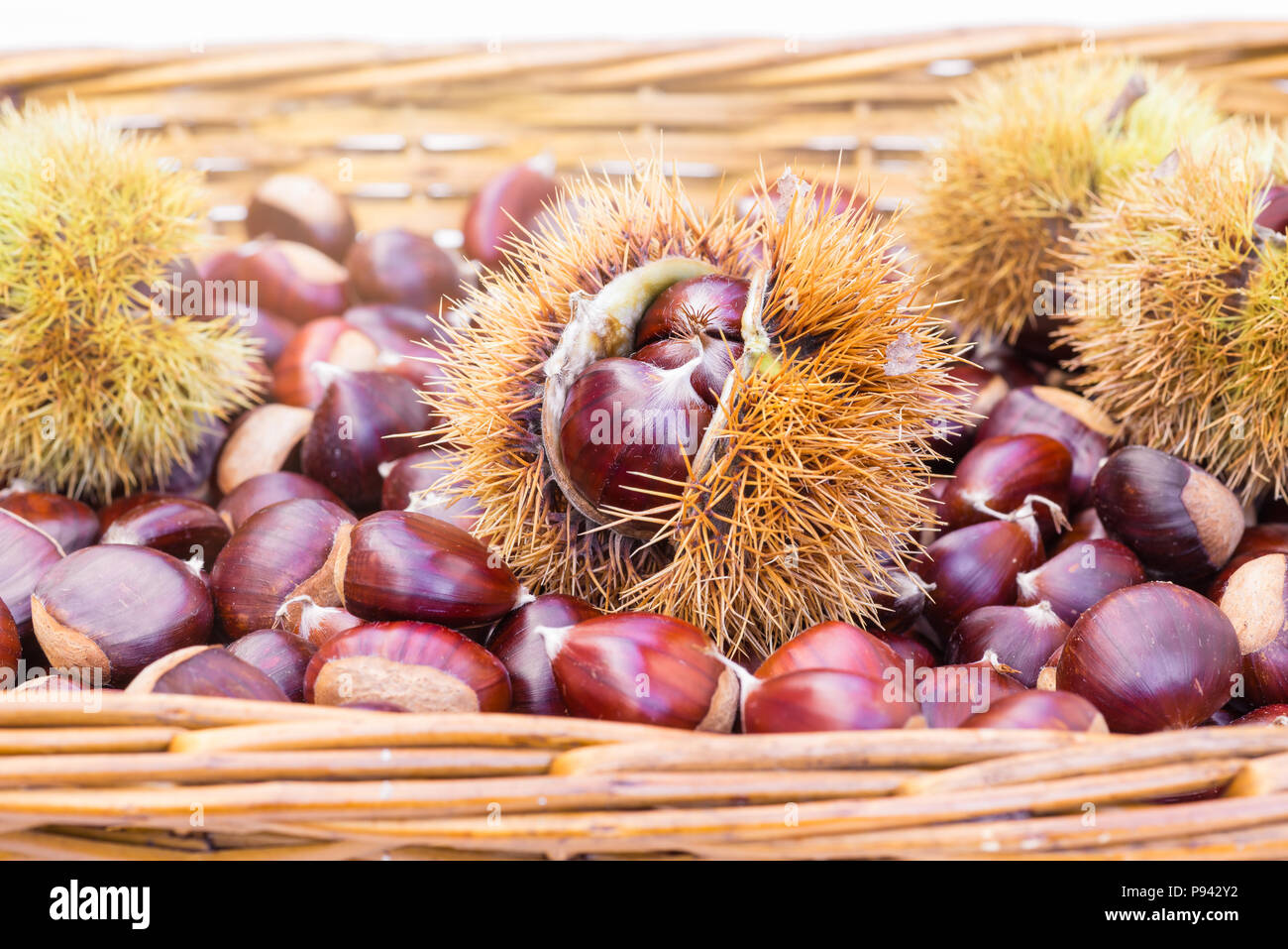 Wicker basket with chestnuts and chestnut burs . European species sweet chestnut (Castanea sativa) Stock Photo
