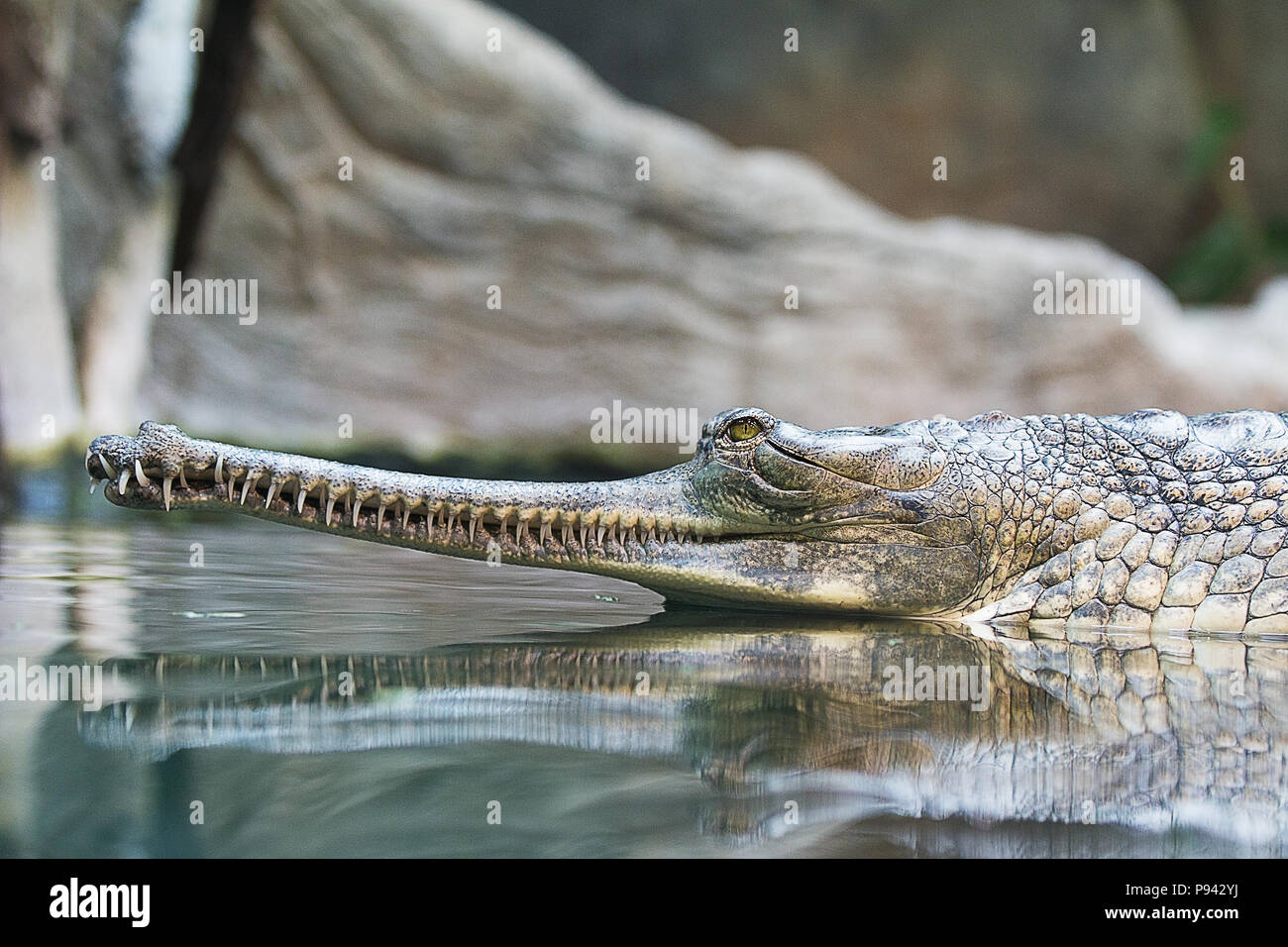 Toothy gavial head side view reflecting in the water Stock Photo