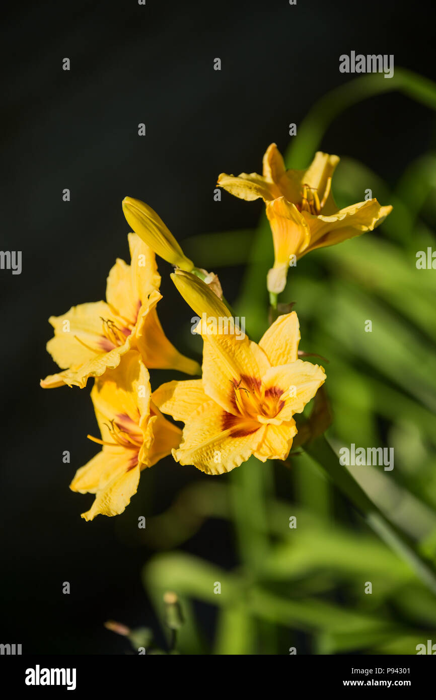 Beautiful flowers of a yellow hybrid daylily hemerocallis closeup Stock Photo