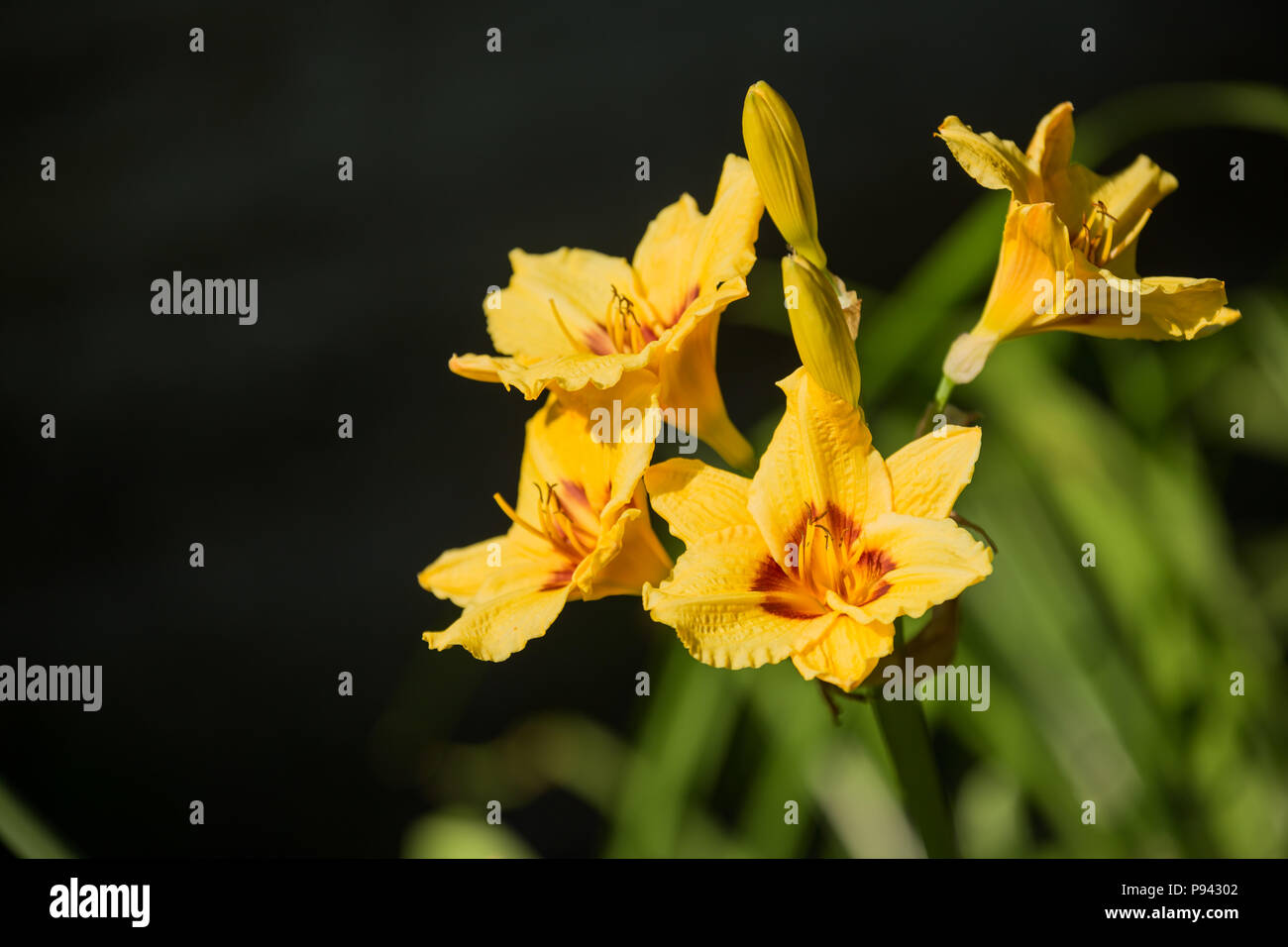 Beautiful flowers of yellow hybrid daylily hemerocallis closeup Stock Photo