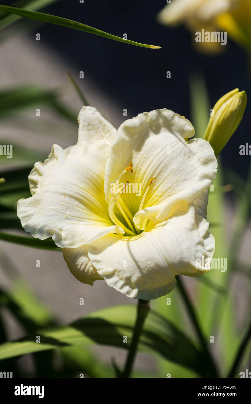 Beautiful flowers of white hybrid daylily hemerocallis closeup Stock Photo