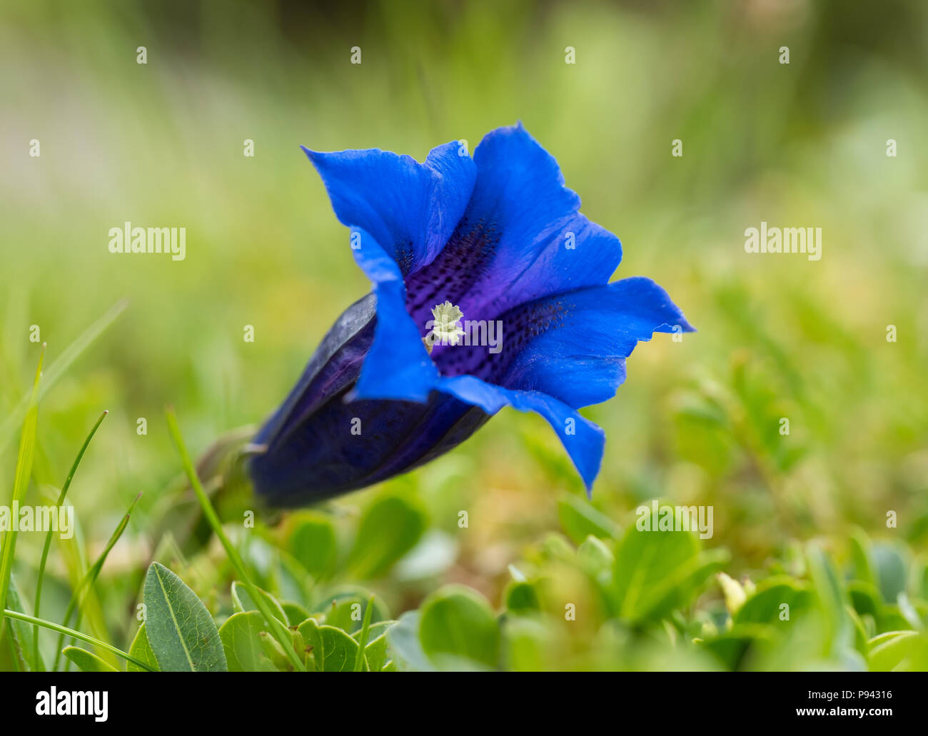 Alpine Gentian (Gentiana alpina) Stock Photo
