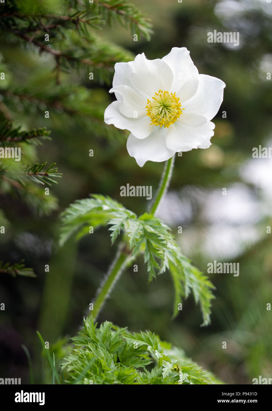 Mountain Anemone Narcissiflora Stock Photo