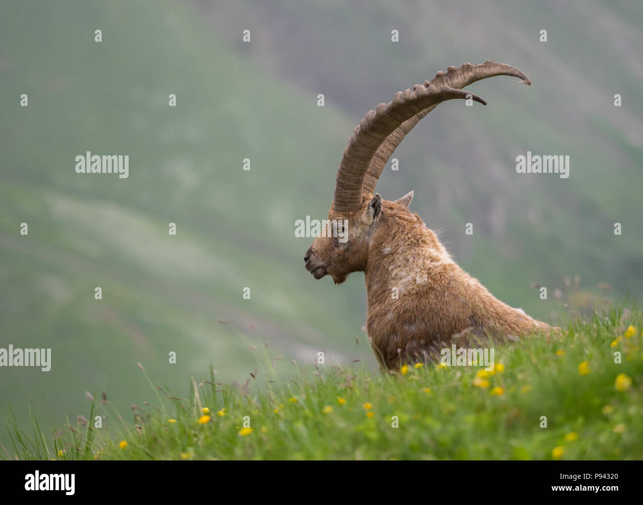 Ibex at Brienzer Rothorn Stock Photo