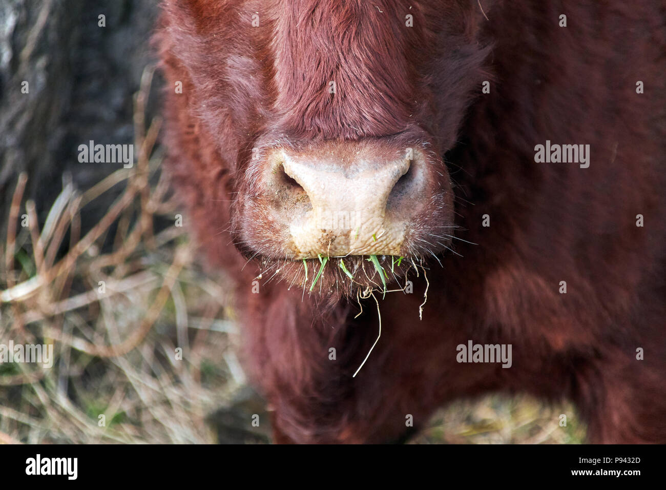 snout of a brown cow with green grass in the mouth, closeup in the middle of the picture Stock Photo