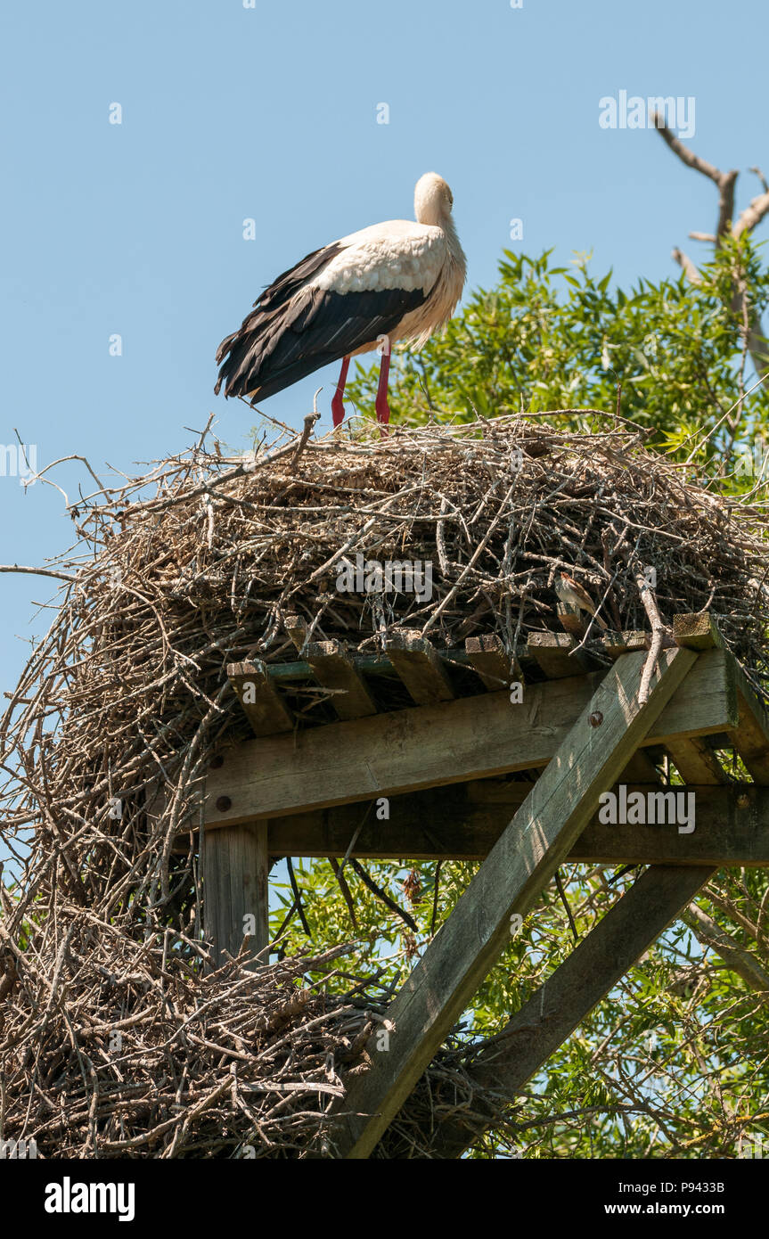 white stork, Ciconia ciconia, nest, Aiguamolls emporda, Catalonia, Spain Stock Photo