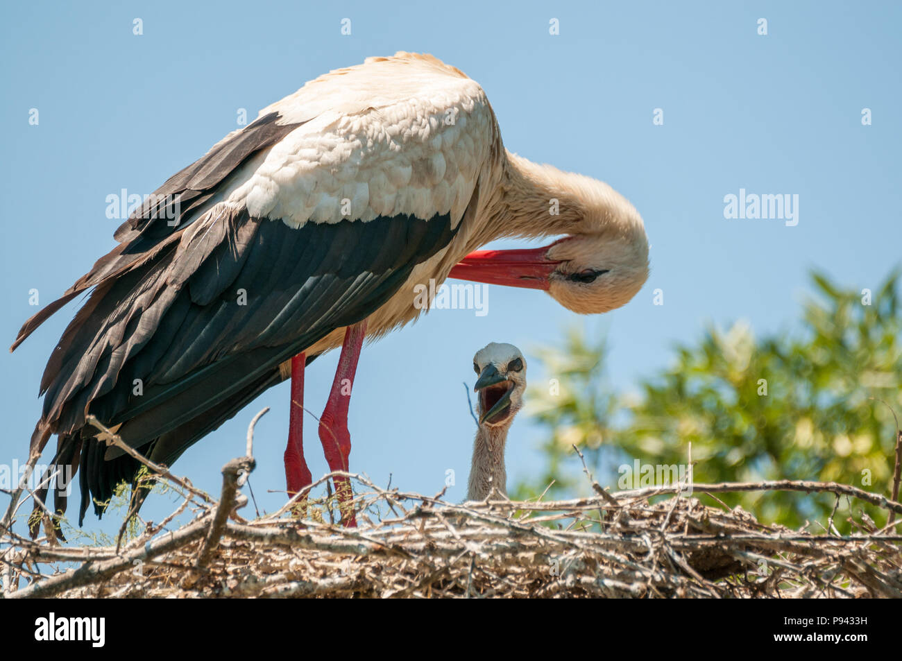 white stork, Ciconia ciconia, nest, chick, Aiguamolls emporda, Catalonia, Spain Stock Photo