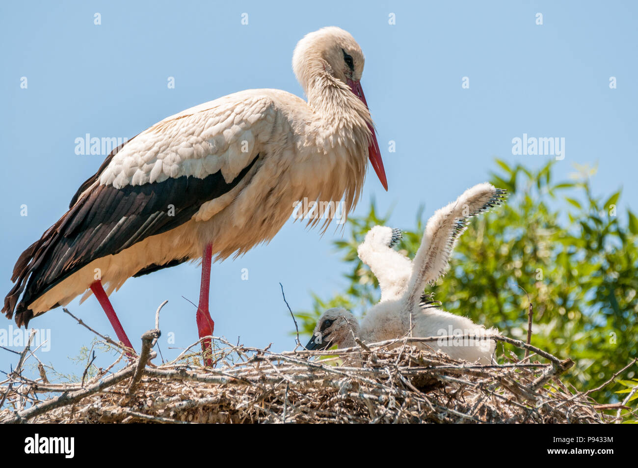 white stork, Ciconia ciconia, nest, chick, Aiguamolls emporda, Catalonia, Spain Stock Photo