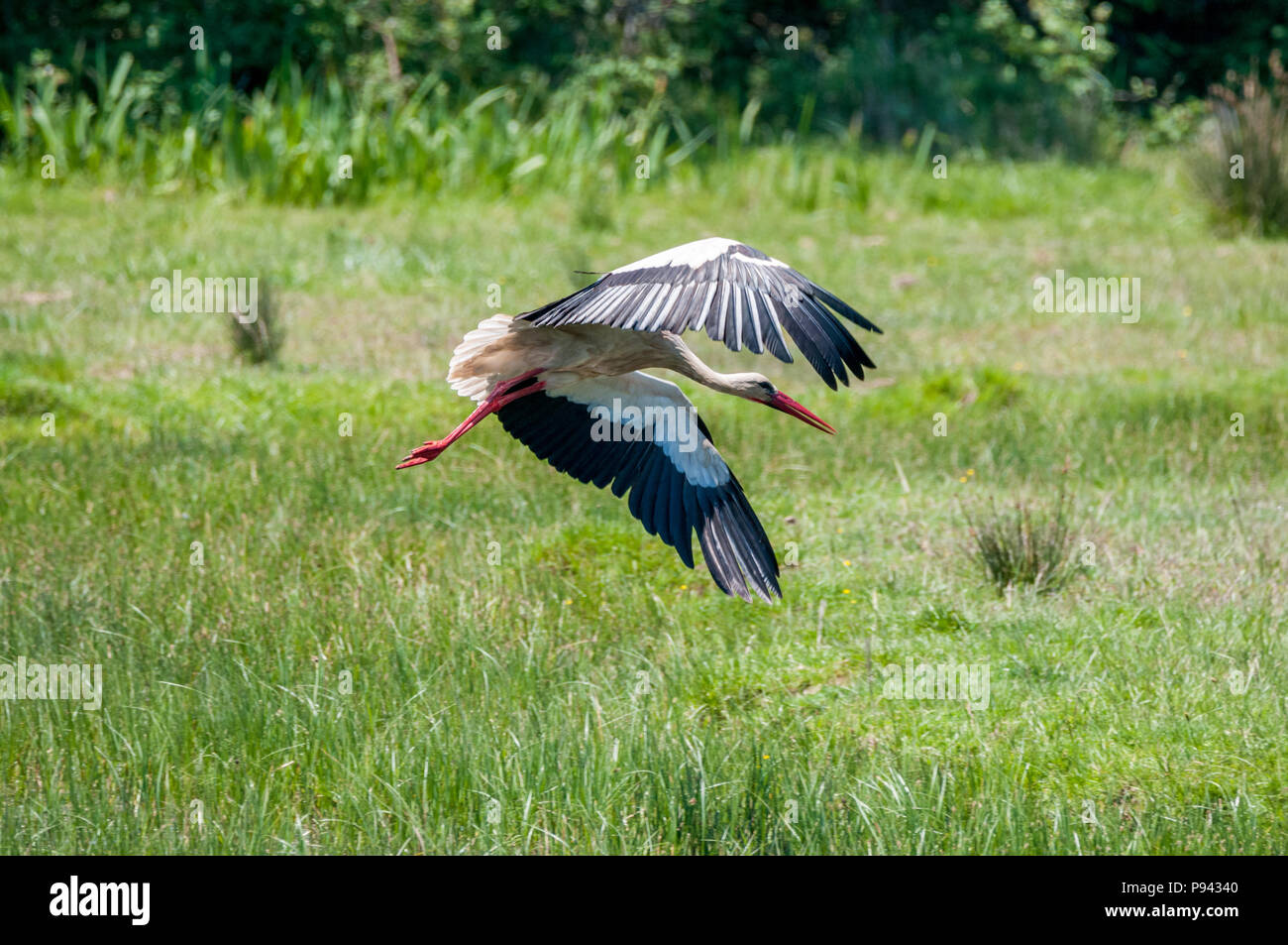 white stork, Ciconia ciconia, flying near green field, Aiguamolls emporda, Catalonia, Spain Stock Photo