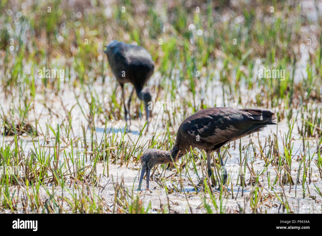 glossy ibis, Plegadis falcinellus, eating on a flooded field, Aiguamolls Emporda, Catalonia, Spain Stock Photo