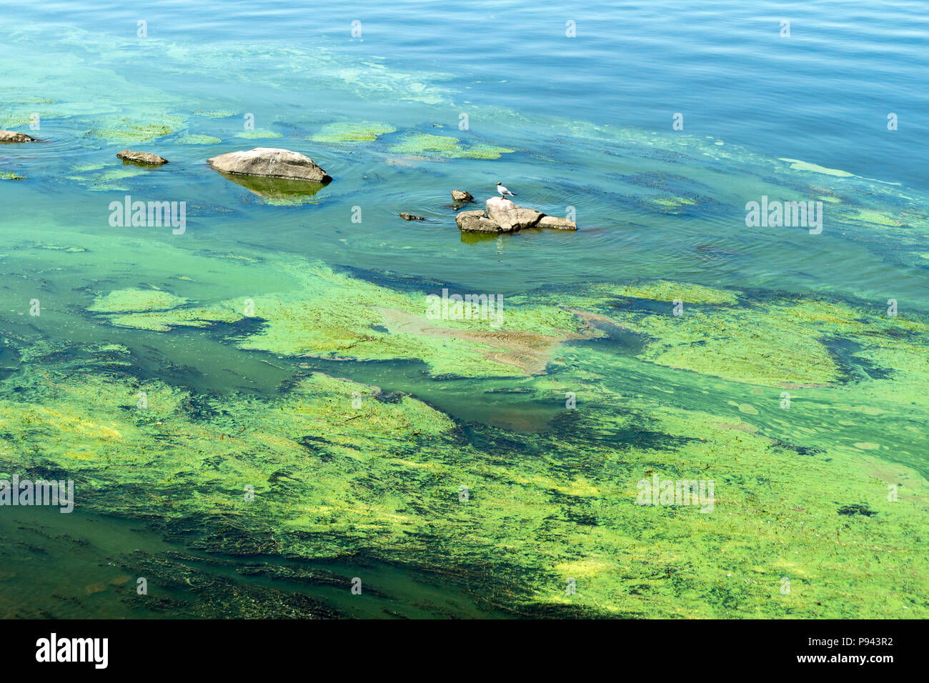 Algae polluted water in a river. Stock Photo