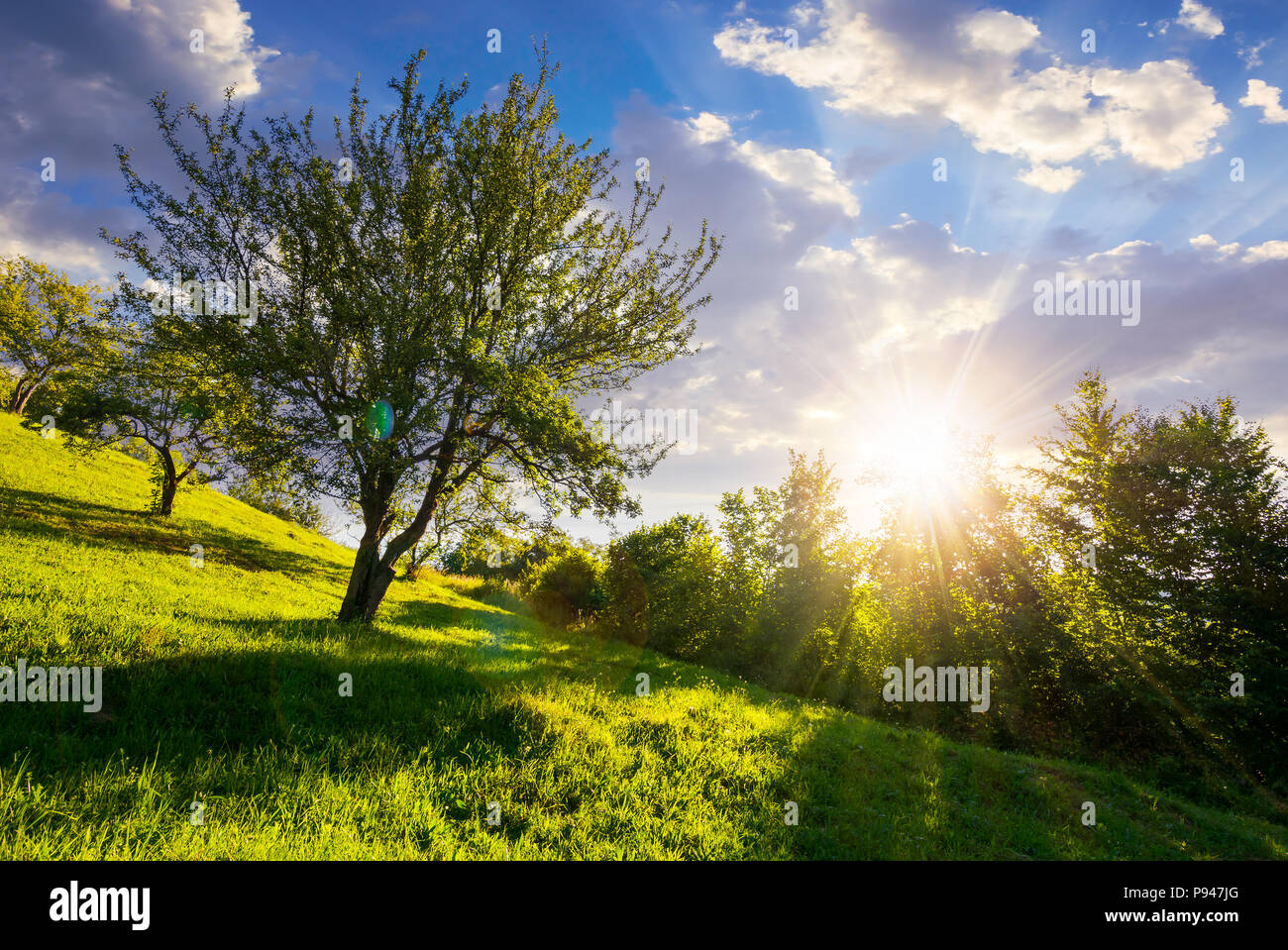 apple orchard on hill side at sunset. lovely rural summer scenery Stock Photo