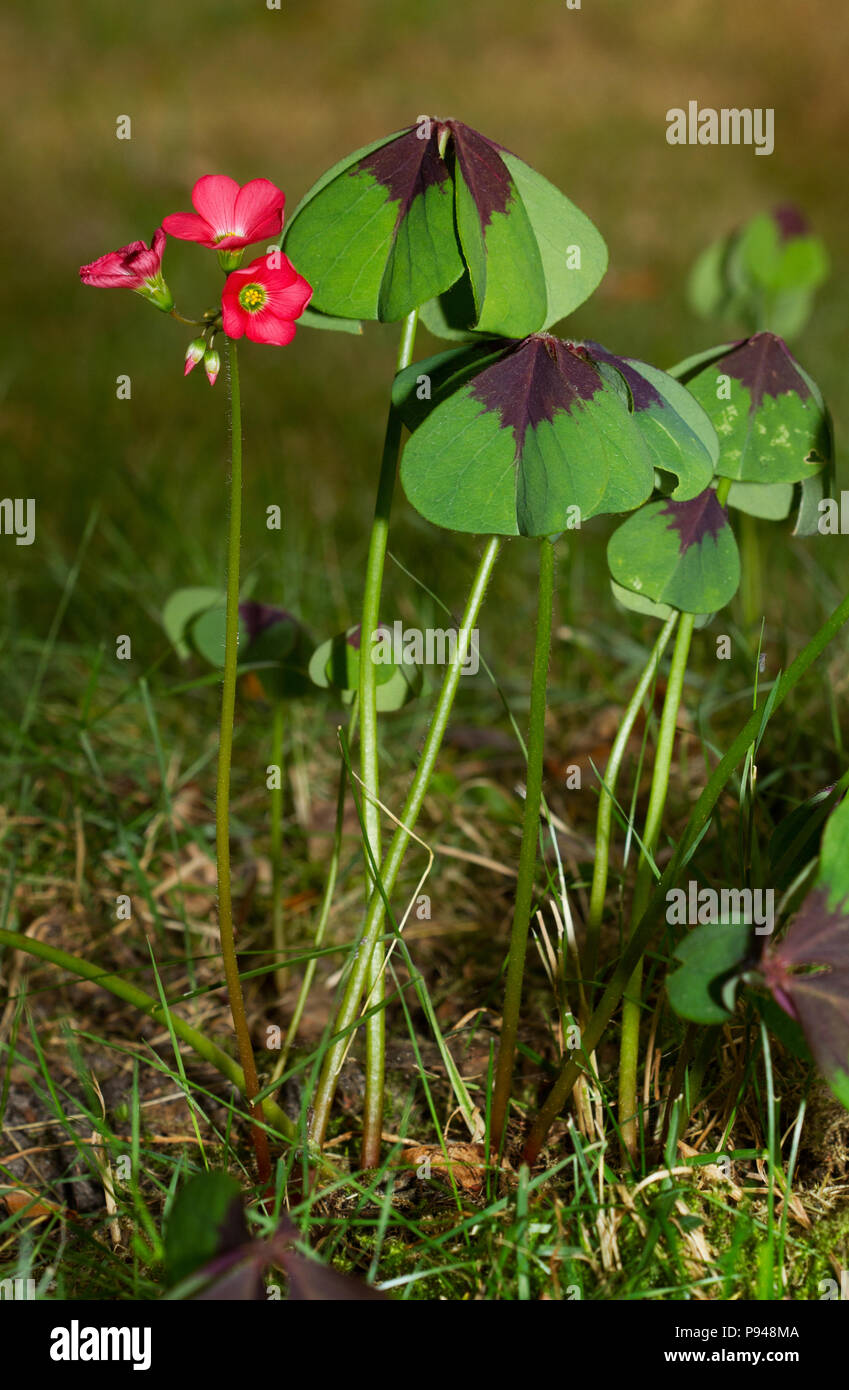 Leaves and flowers of Iron Cross plant, also known as Four-leaved pink-sorrel Stock Photo