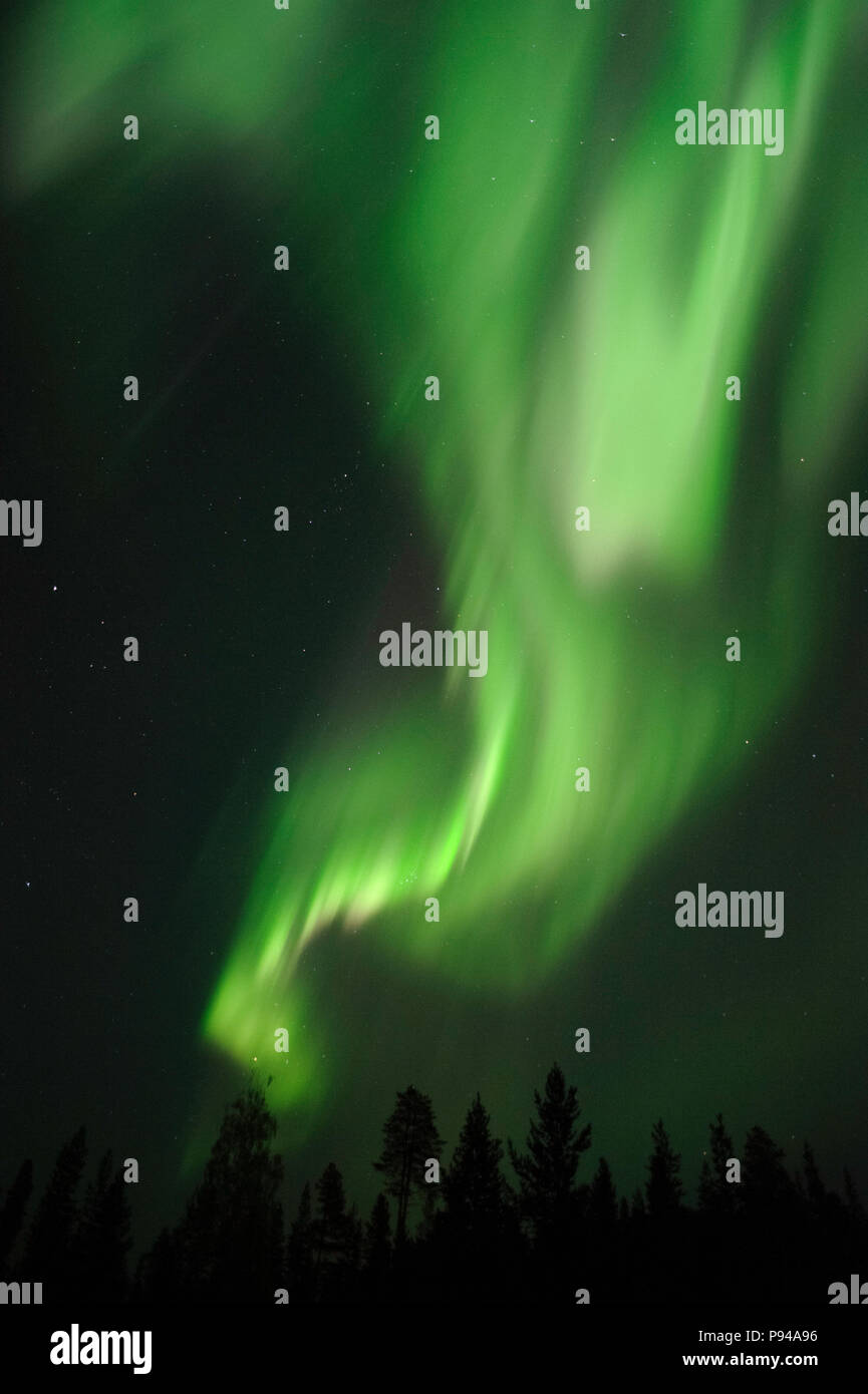 Aurora Borealis above boreal forest Stock Photo - Alamy