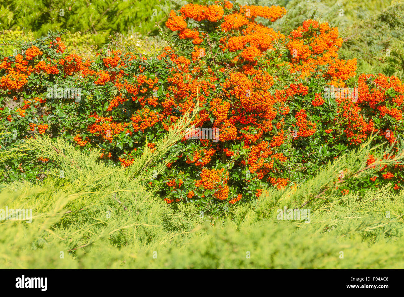 Autumn Orange Colored Berries With Green Leaves On Shrubs