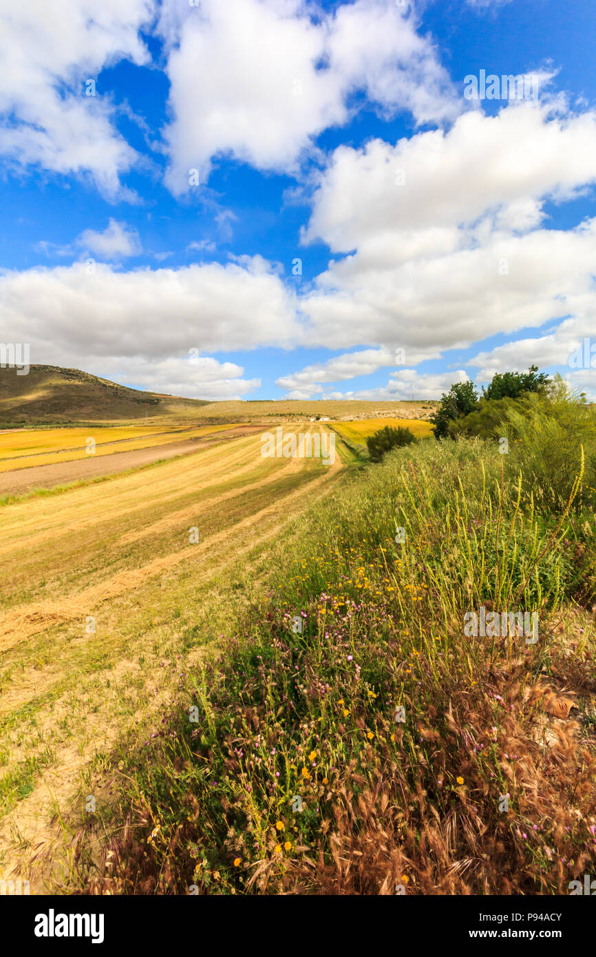 Landscape of golden fields and clouds, Granada Province, Spain Stock Photo
