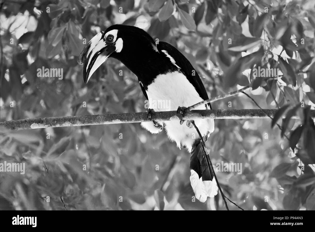 ORIENTAL PIED HORNBILL in KHAO SOK NATIONAL PARK - THAILAND Stock Photo