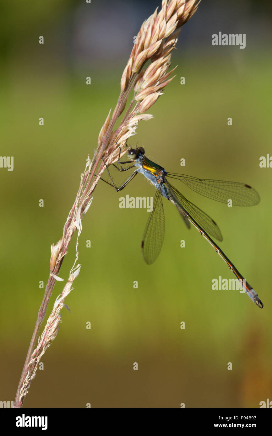 Emerald Damselfly, Lestes sponsa, Scotland, UK Stock Photo - Alamy