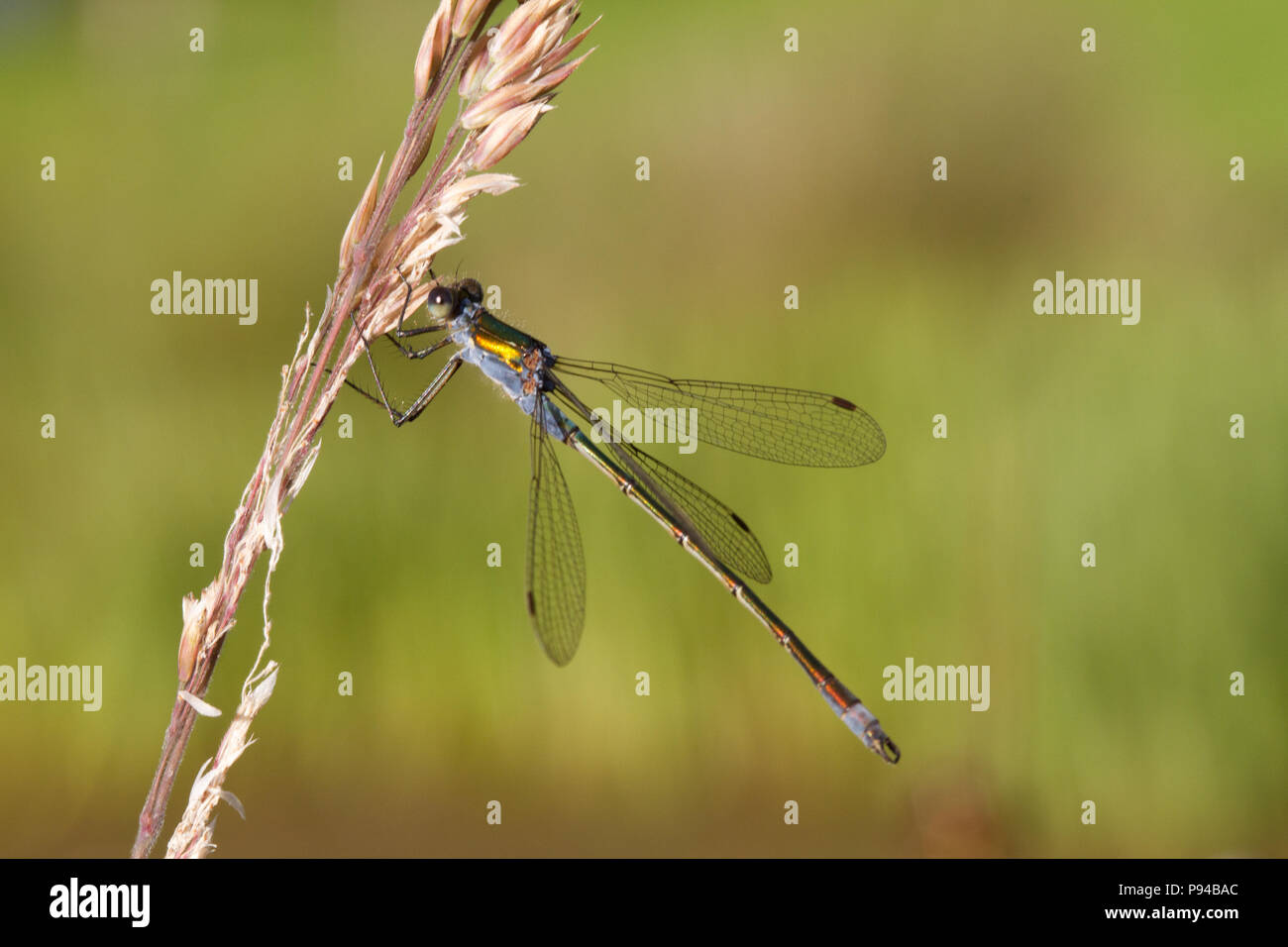 Emerald Damselfly, Lestes sponsa, Scotland, UK Stock Photo - Alamy