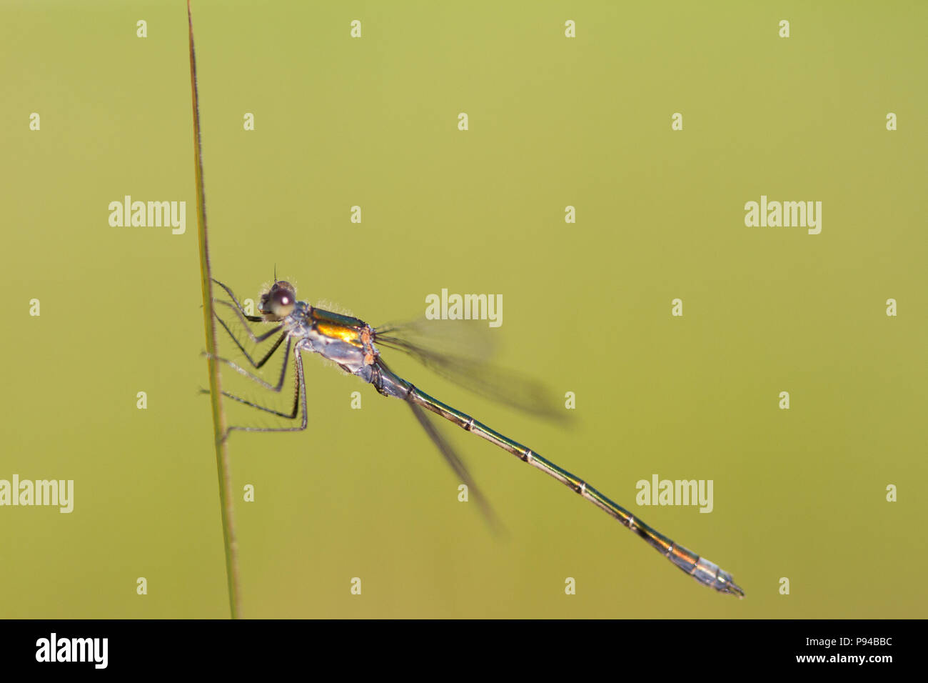 Emerald Damselfly, Lestes sponsa, Scotland, UK Stock Photo - Alamy