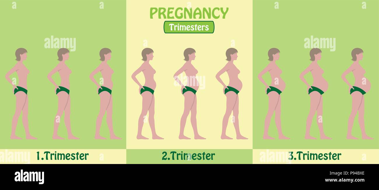 Pregnancy Trimesters of pregnant woman with pants. All the objects ... Pregnancy Trimesters of pregnant woman with pants. All the objects ...