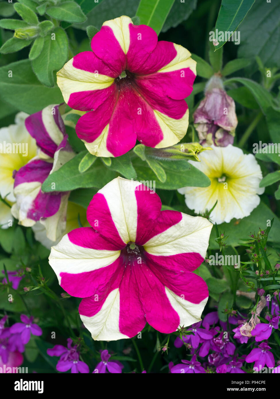 Petunia Candy striped in the container garden Stock Photo