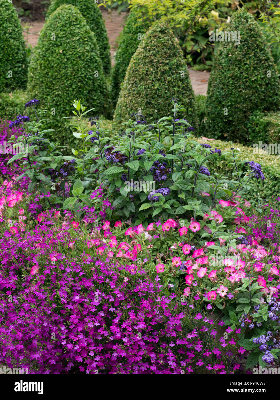 Pink Petunia and bedding plants in containers in garden July Stock