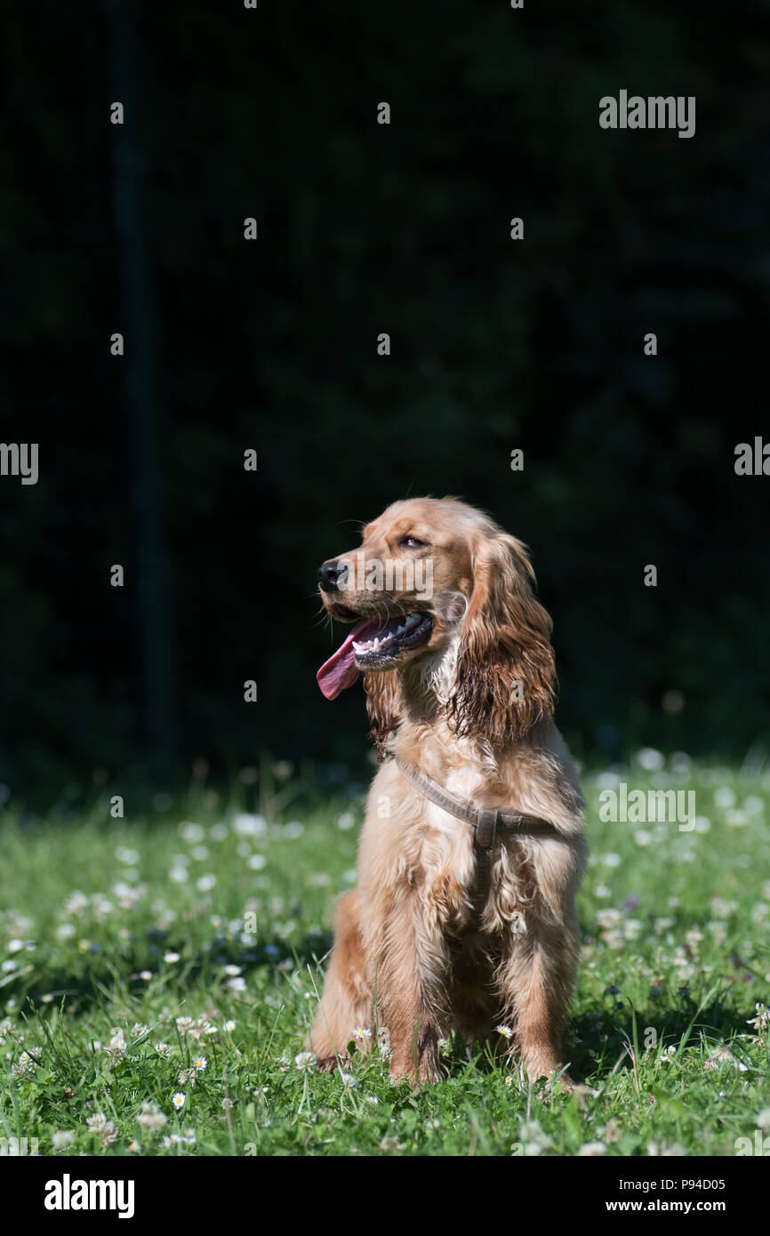 Full body adorable brown english hi-res stock photography and images ...