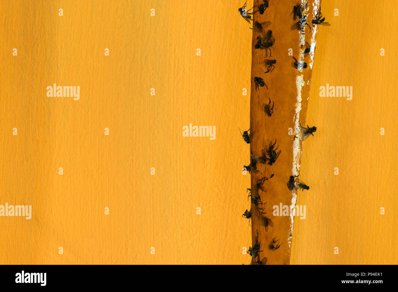 A lot of flies caught on sticky fly catcher in yellow background surface Stock Photo