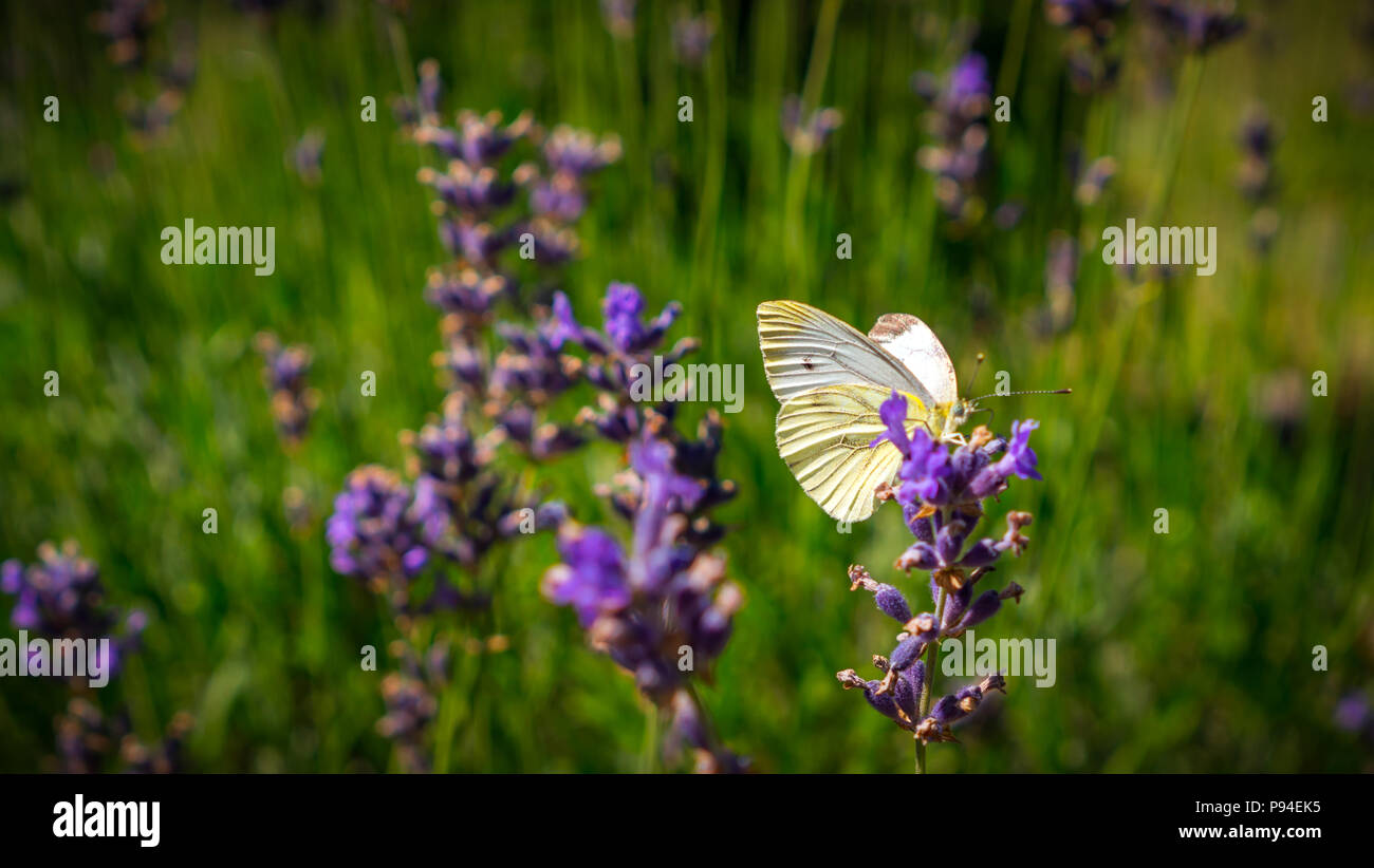 Summer Lea with Butterfly and Bumblebee. One hot summer I found a lot of flying brimstone butterflies, photography  was made in high speed shutter. Stock Photo