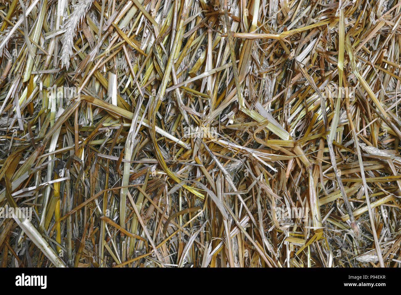 Sharp and Clear view of yellow straw background surface Stock Photo