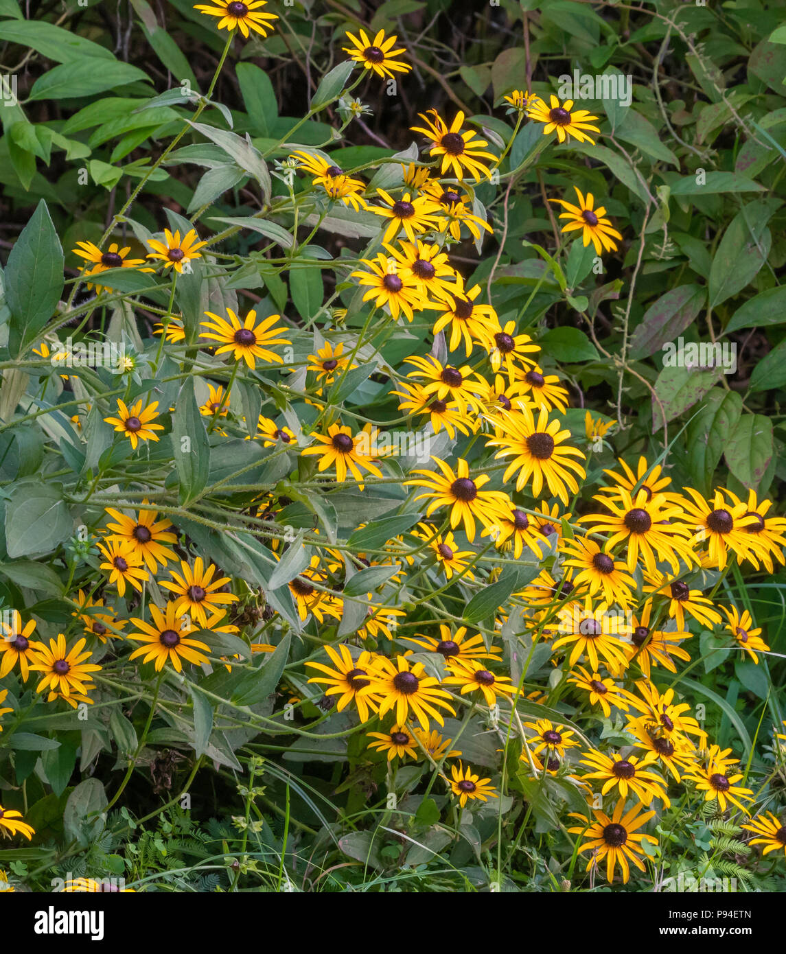 Black-eyed susans, Rudbeckia hirta, also sometimes called brown-eyed Susan, brown betty, gloriosa daisy, golden Jerusalem, English bull's eye, poor-la Stock Photo