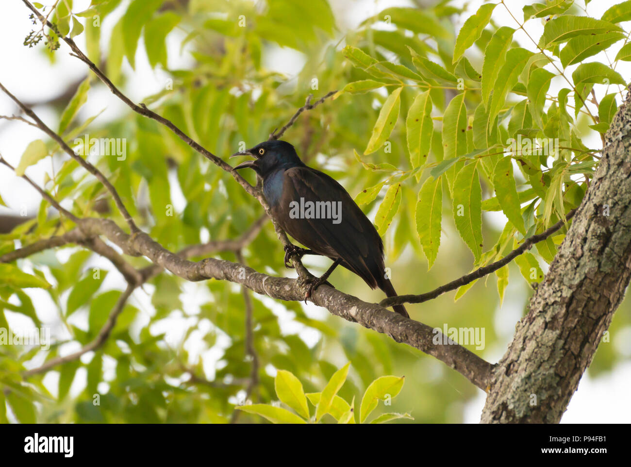 A common grackle, Quiscalus quiscula, perches in a tree, opening his beak to breathe faster to help it cool off on a hot Louisiana morning. Stock Photo